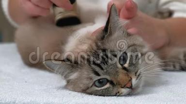 猫毛护理。 宠物护理